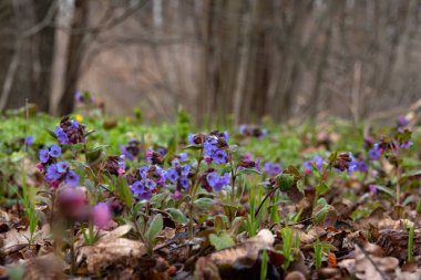 Ormanda Pulmonaria ile bahar çiçeği halısı 