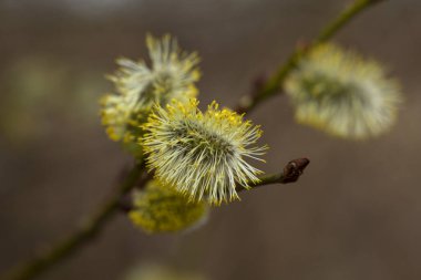 Erken baharda açan tomurcukları ile söğüt (Salix caprea) şubeleri