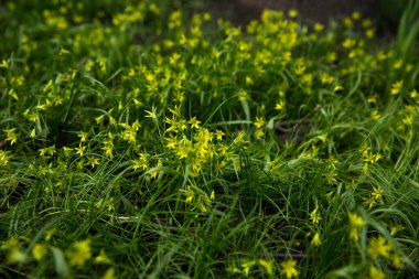 İlkbahar ormanlarında Gagea Lutea 'nın sarı-yeşil çiçekleri