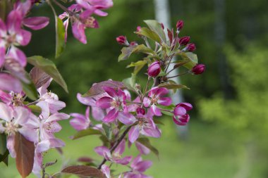 Bahar ormanında çiçek açan elma ağacı