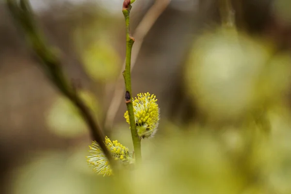 Willow Salix Caprea Branches Buds Blossoming Early Spring — Stock Photo, Image