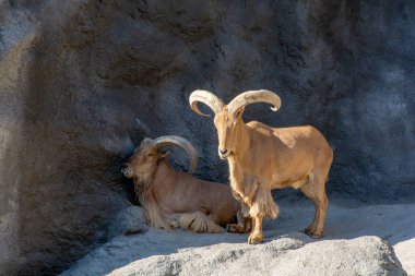 Kayalık dağların arka planındaki vahşi dağ keçisi yaklaş