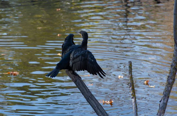 Cormorán Sienta Árbol Inundado Hermoso Paisaje Otoñal — Foto de Stock