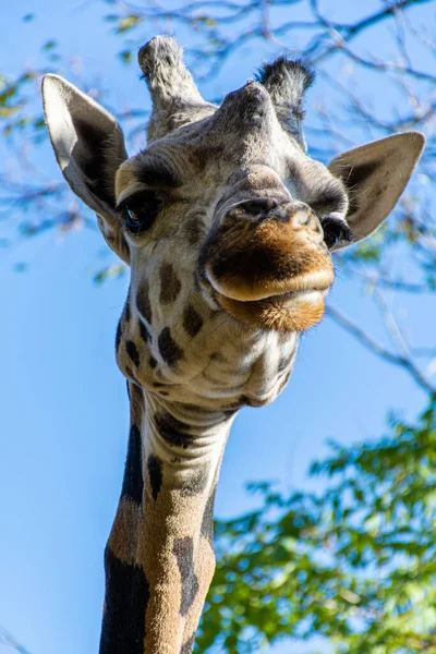 Close Giraffe Background Green Trees Looking Camera — Stock Photo, Image