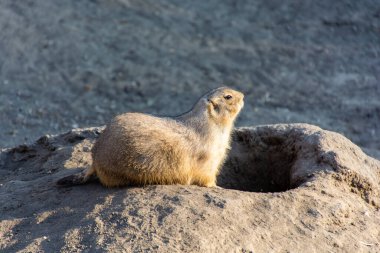 Yuvanın yakınında kameraya bakan çayır köpeklerine yakın çekim