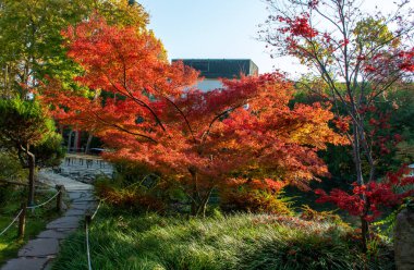 Patikanın yanında kırmızı yapraklı bir ağaç. Güzel sonbahar manzarası