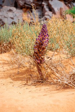 Wadi Rum Çölü 'ndeki yeşil çalı, Ürdün' ün güzel gündüz manzarası