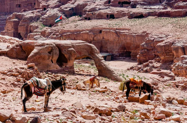 Zwierzęta Mieście Petra Jordan Krajobraz Ciągu Dnia — Zdjęcie stockowe