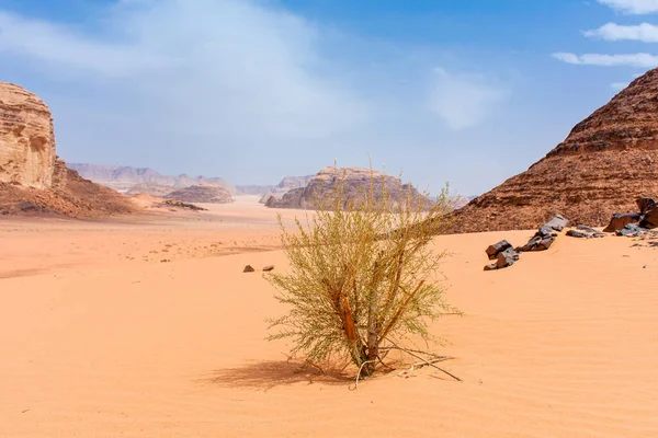 Arbusto Verde Deserto Wadi Rum Jordânia Bela Paisagem Diurna — Fotografia de Stock