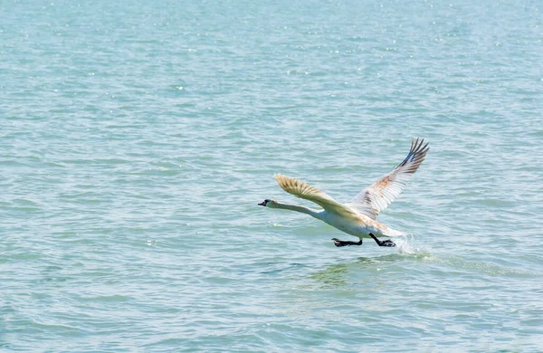 Hungria Lago Balaton Bela Paisagem Verão Com Pássaros Água — Fotografia de Stock