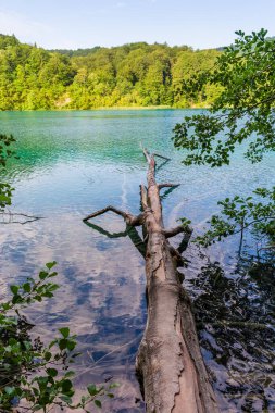 Plitvice lakes in Croatia, beautiful summer landscape with fallen tree in turquoise water
