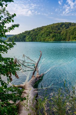 Plitvice lakes in Croatia, beautiful summer landscape with fallen tree in turquoise water