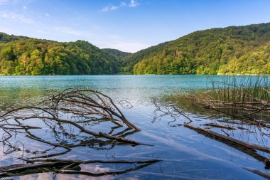 Plitvice lakes in Croatia, beautiful summer landscape with fallen tree in turquoise water