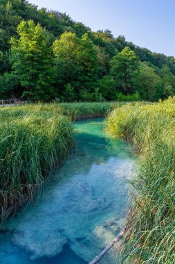 Plitvice lakes in Croatia, beautiful summer landscape with turquoise water