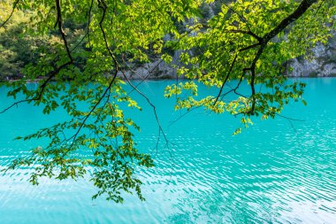 Plitvice lakes in Croatia, beautiful summer landscape with tree branches against turquoise water