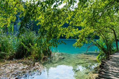 Plitvice lakes in Croatia, beautiful summer landscape with tree branches against turquoise water