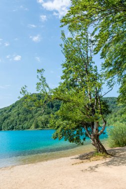 Plitvice lakes in Croatia, beautiful summer landscape with turquoise water