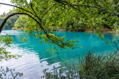 Plitvice lakes in Croatia, beautiful summer landscape with tree branches against turquoise water