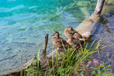 Plitvice lakes in Croatia, beautiful summer landscape with fallen tree in turquoise water