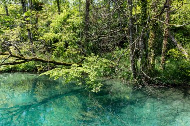 Plitvice lakes in Croatia, beautiful summer landscape with turquoise water
