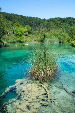 Plitvice lakes in Croatia, beautiful summer landscape with turquoise water