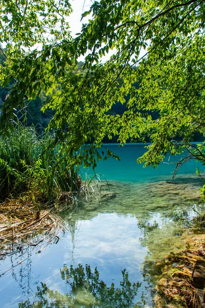 Plitvice Lakes Croatia Beautiful Summer Landscape Tree Branches Turquoise Water — Fotografia de Stock