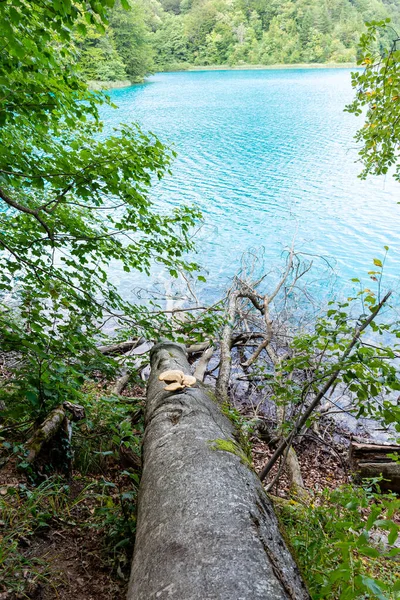 Plitvice lakes in Croatia, beautiful summer landscape with fallen tree in turquoise water