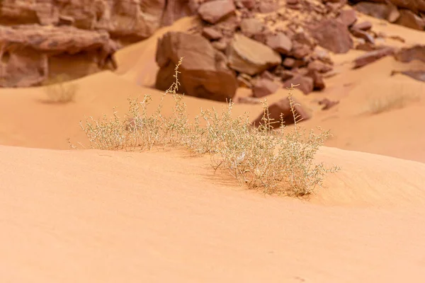 Ξηρός Θάμνος Στην Έρημο Wadi Rum Όμορφο Τοπίο Κατά Διάρκεια — Φωτογραφία Αρχείου