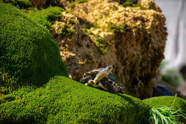 Turtle Lies Green Grass Background Flying Splashes Water — Stock Photo, Image