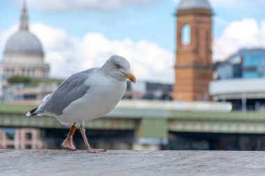 Şehrin arka planında, bulanık arka planda güzel bir martı.
