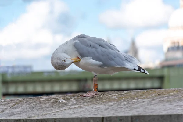 Beautiful Seagull Background City Blurred Background — Stock Photo, Image