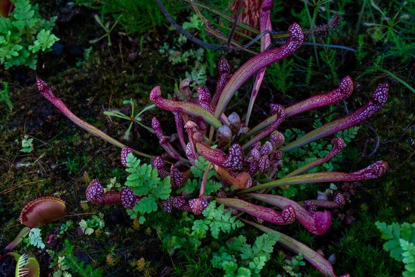 Sarracénie Perroquet Gros Plan Représentatif Des Carnivores Vivaces — Photo