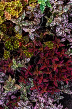 Hipopestler, Acanthaceae ailesinin tropikal bitki cinsi, arka plan görüntüsü.