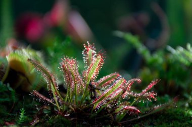 Yırtıcı bitkilerin sundew yakın çekim temsilcisi, ön manzara