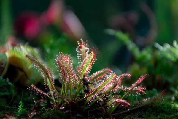 Zonnedauw Close Vertegenwoordiger Van Roofdieren Planten Vooraanzicht — Stockfoto