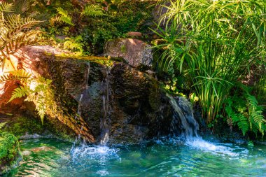 Berrak suyla akan akarsu yemyeşil tropikal bitki örtüsü arasında