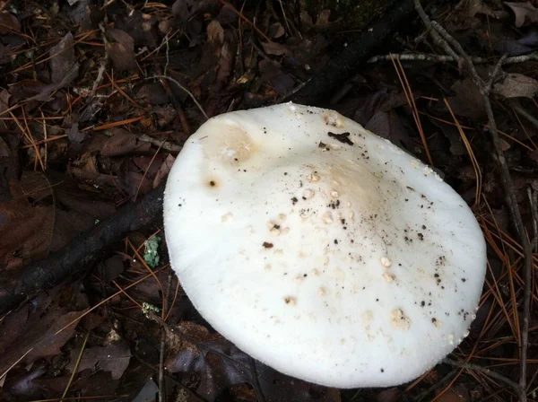 Berretto Fungo Bianco Nella Foresta Scura — Foto Stock
