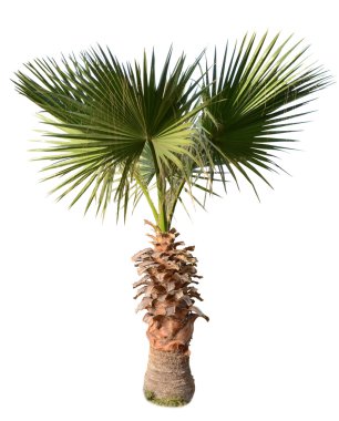 palm üzerinde beyaz izole