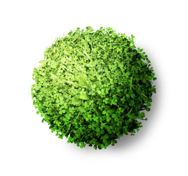 Yeşil yonca top. beyaz izole.