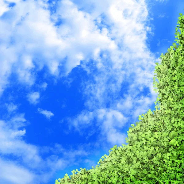 Frame of the green juicy grass on a background of blue sky — Stock Photo, Image