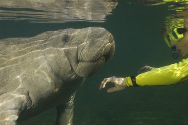 kadın snorkeler manatee selamlıyor.