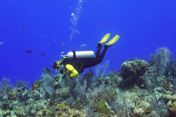 Explorando el arrecife — Foto de Stock