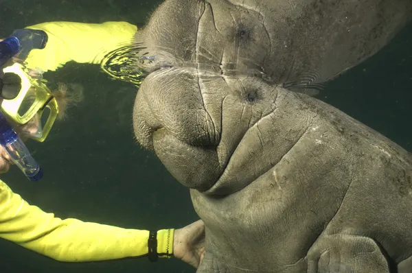 snorkeler ve manatee