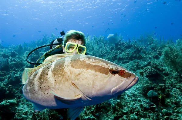 Plongeur et mérou de Nassau Photo De Stock