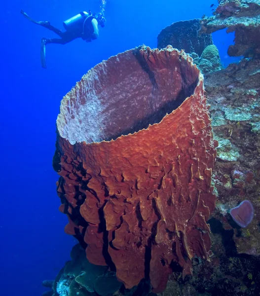 Diver over reef and barrel sponge. — Stock Photo, Image