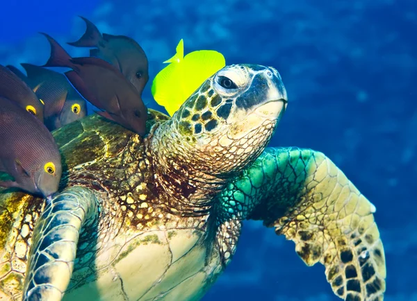 Kaplumbağa temizleniyor