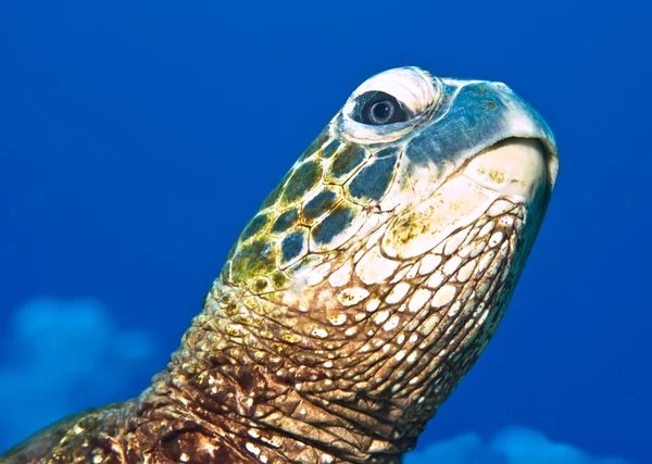 Portrait of a turtle — Stock Photo, Image