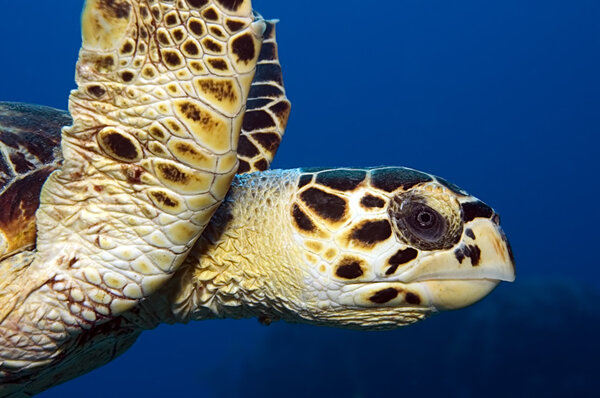 Hawksbill turtle