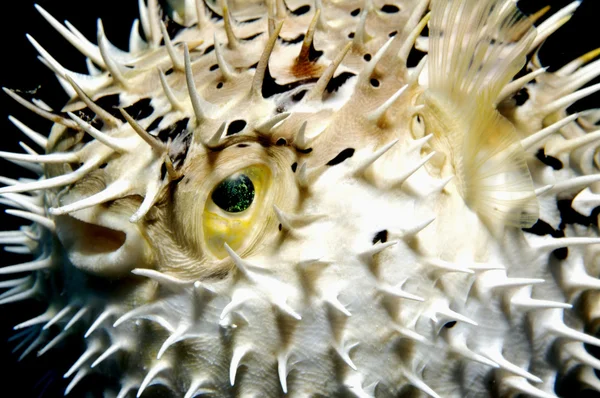 Çocuk balloonfish'ın Savunma — Stok fotoğraf