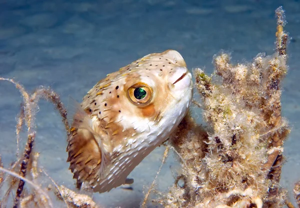 Pesce palloncino — Foto Stock